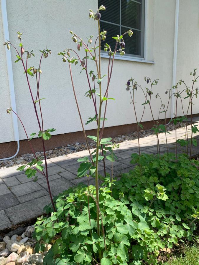 Studiovy Apartman V Zahrade Police nad Metují Εξωτερικό φωτογραφία