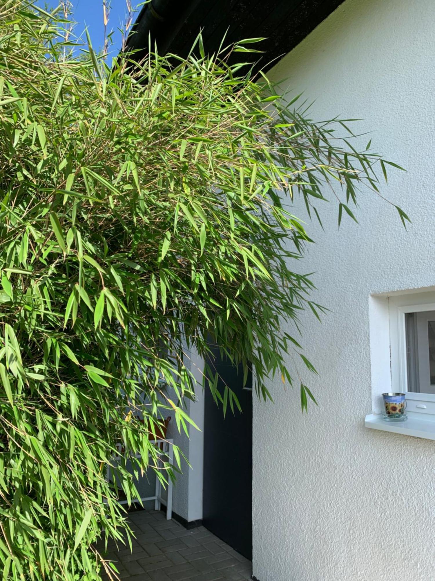 Studiovy Apartman V Zahrade Police nad Metují Εξωτερικό φωτογραφία